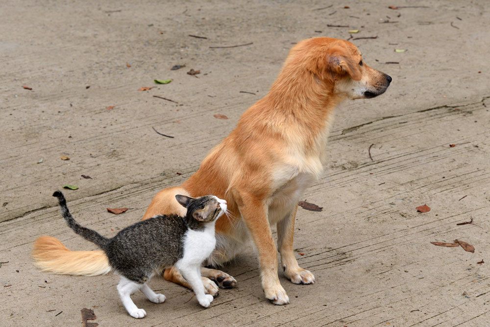 Hund mit Katze vor dem Haus