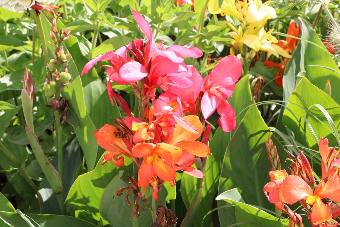 Indisches Blumenrohr (Canna indica 'Wyoming')