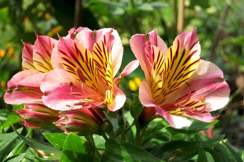 Inkalilien, Alstroemeria