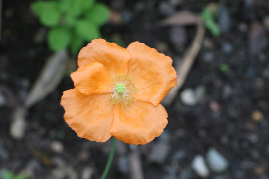 Island-Mohn (Papaver nudicaule)