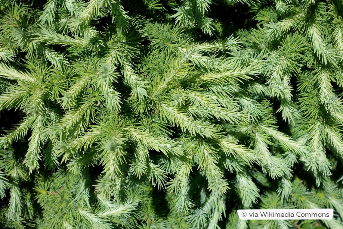 Japanische Lärche (Larix kaempferi 'Wolterdingen')