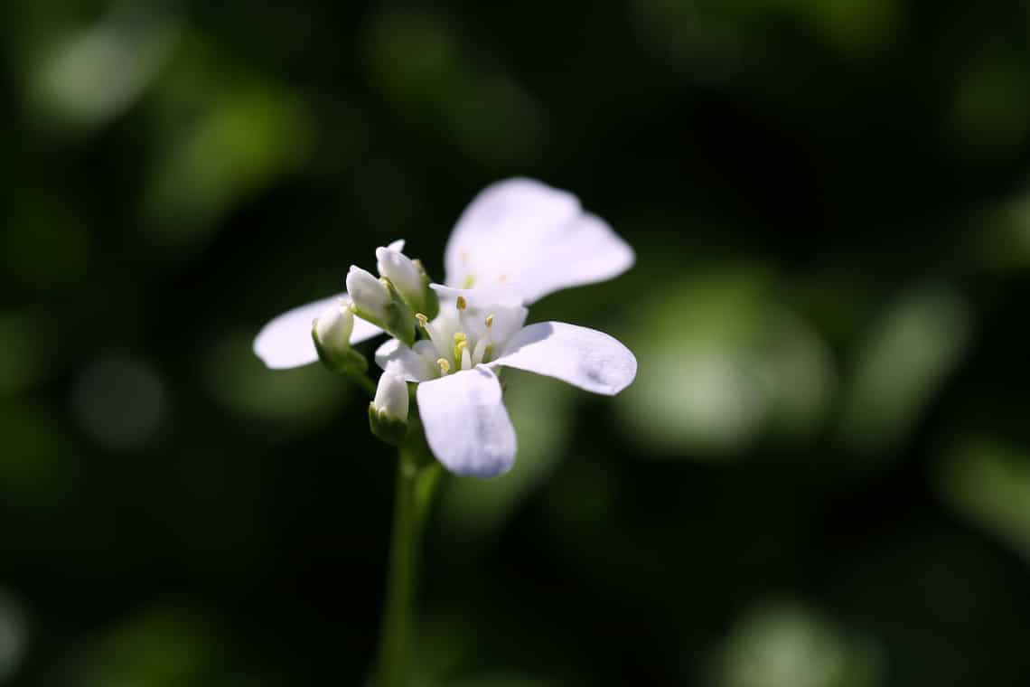 Karpaten-Schaumkresse (Arabis procurrens)