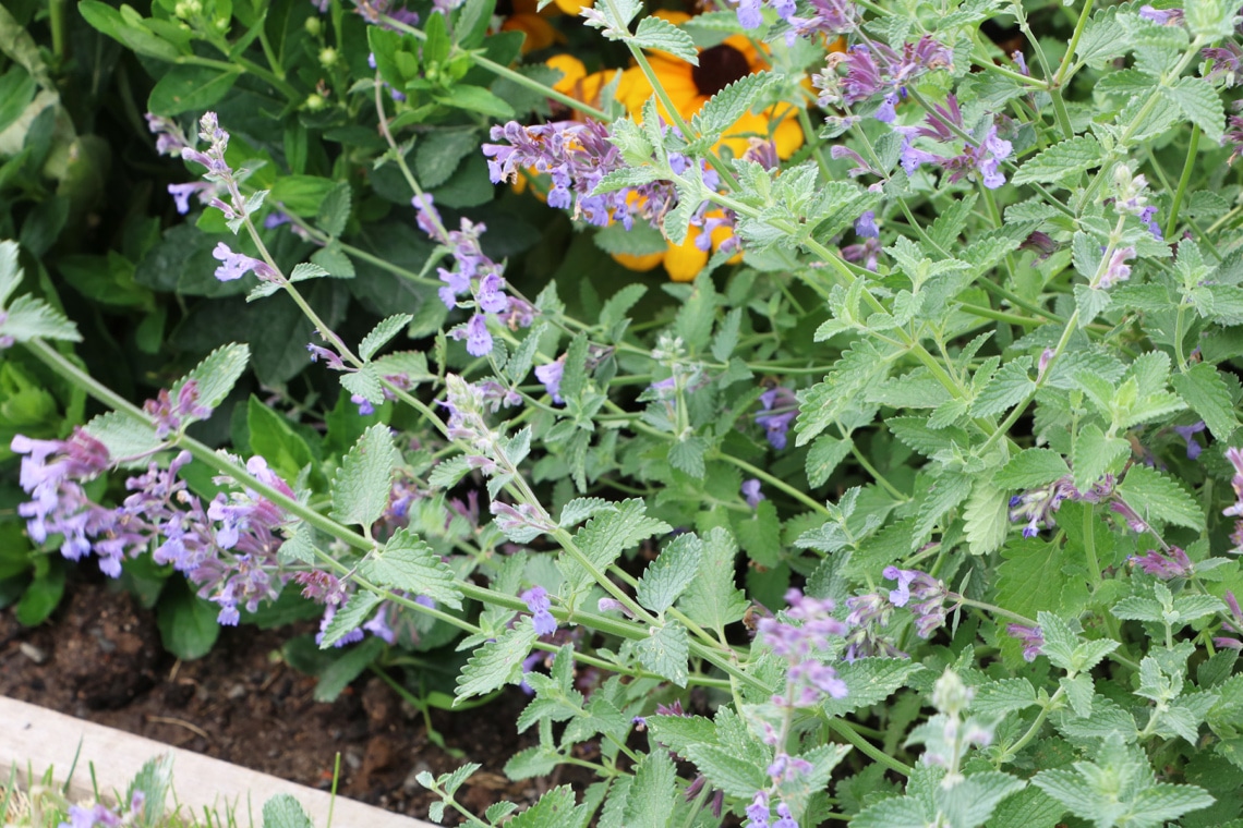 Katzenminze (Nepeta x faassenii 'Walker's Low')