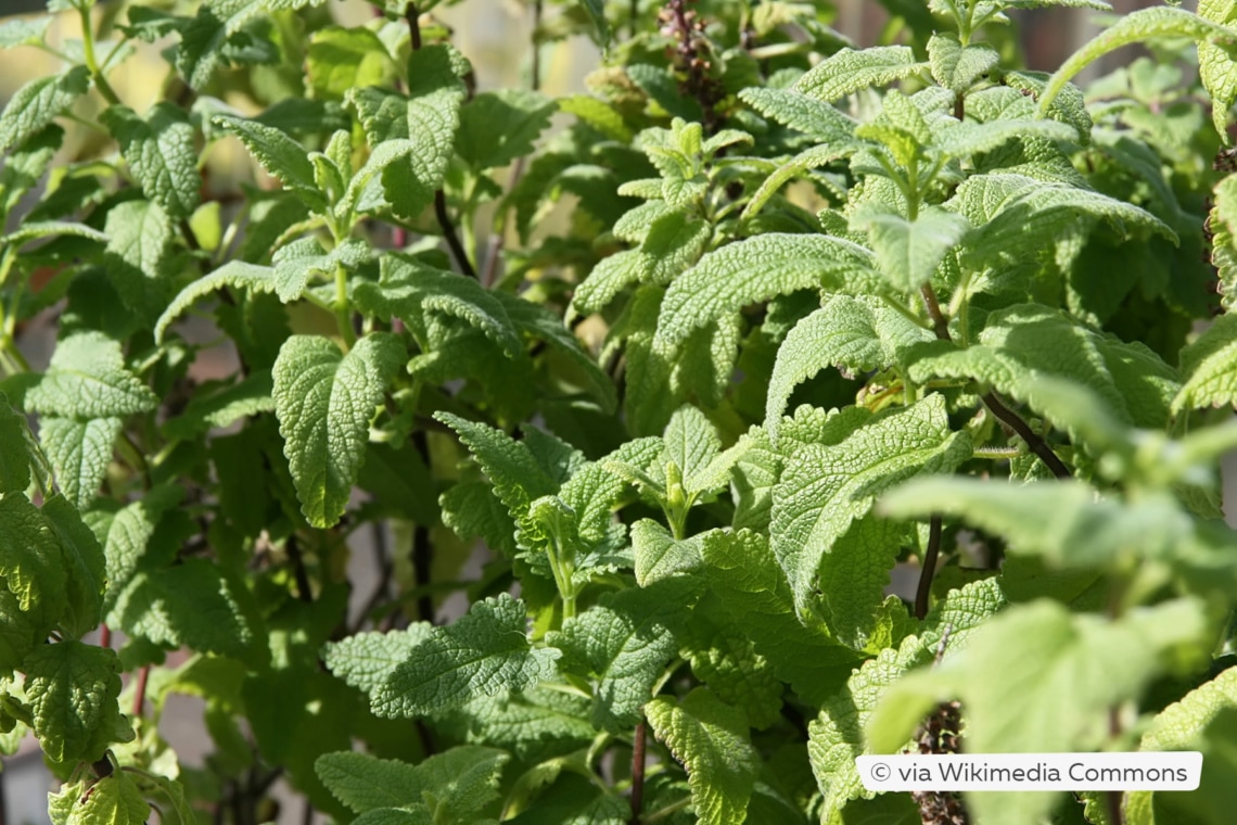 Kaukasus-Gamander (Teucrium hircanicum 'Pardise Delight')