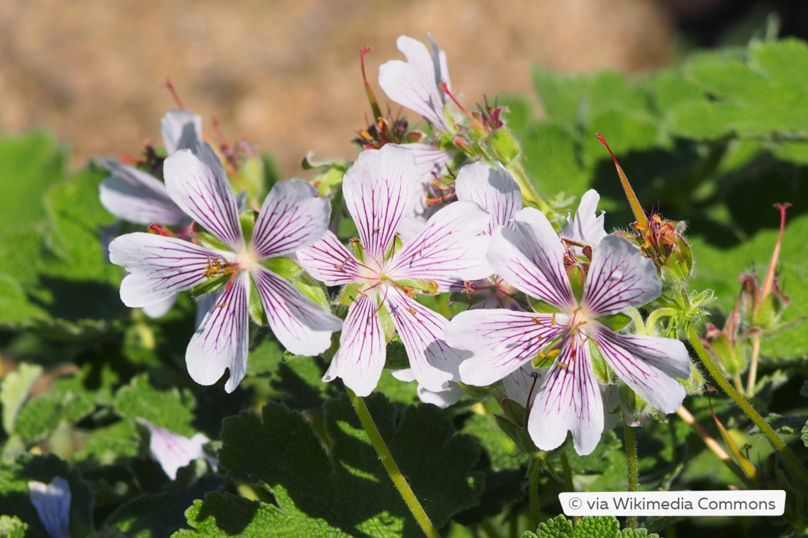 Kaukasus-Storchschnabel (Geranium renardii)