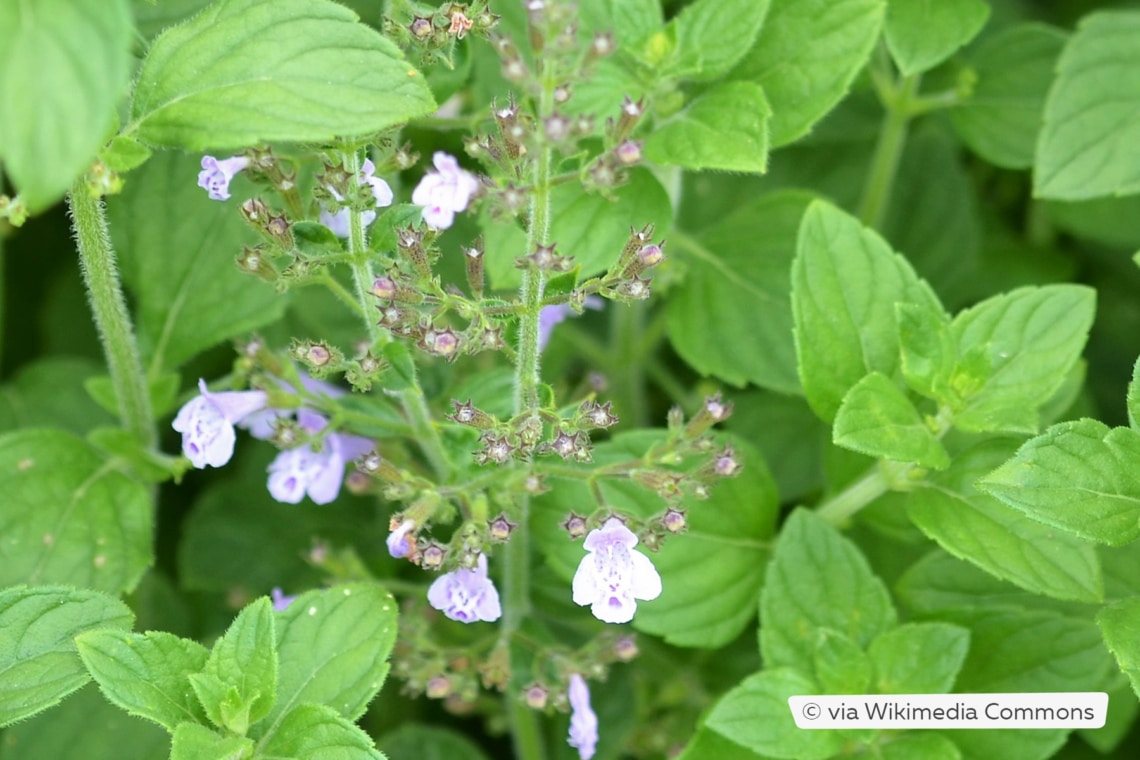 Kleinblütige Bergminze (Calamintha nepeta)