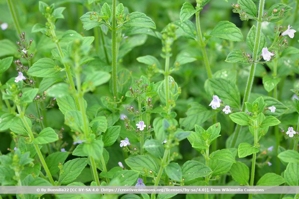 Kleinblütige Bergminze, Calamintha nepeta