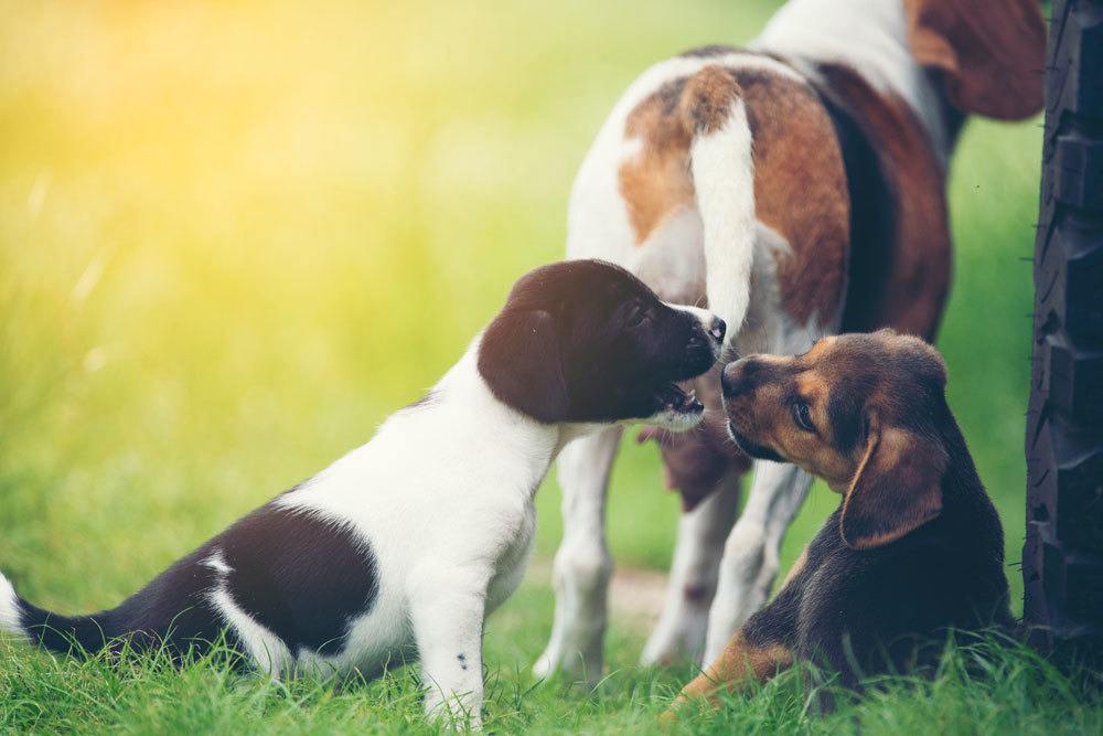 junge Hunde im Grünen