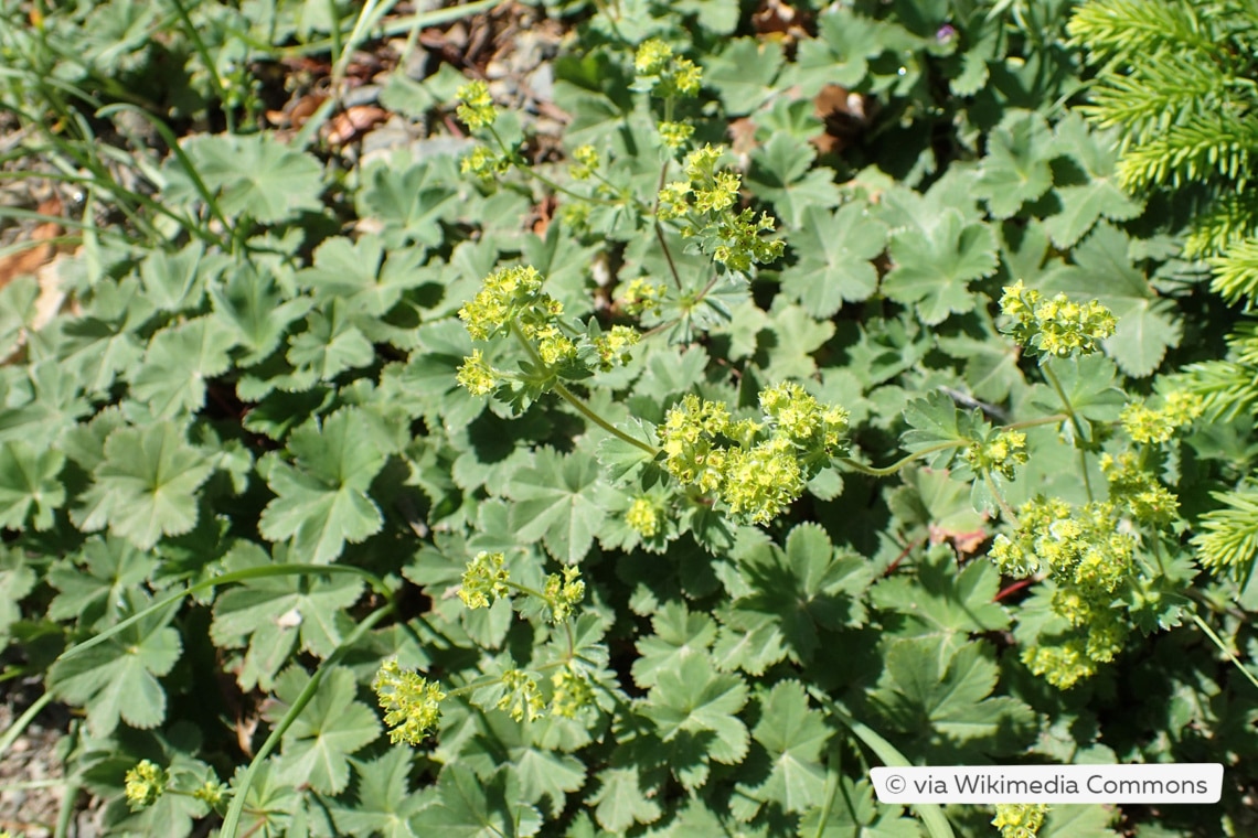 Kleiner Frauenmantel (Alchemilla erythropoda)