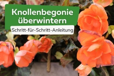 Knollenbegonie überwintern