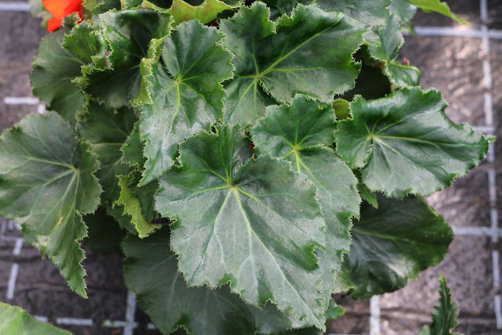 Knollenbegonien, Begonia tuberhybrida