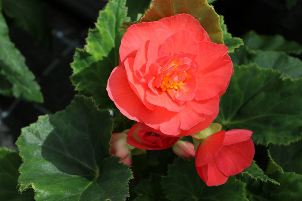 Knollenbegonien, Begonia tuberhybrida