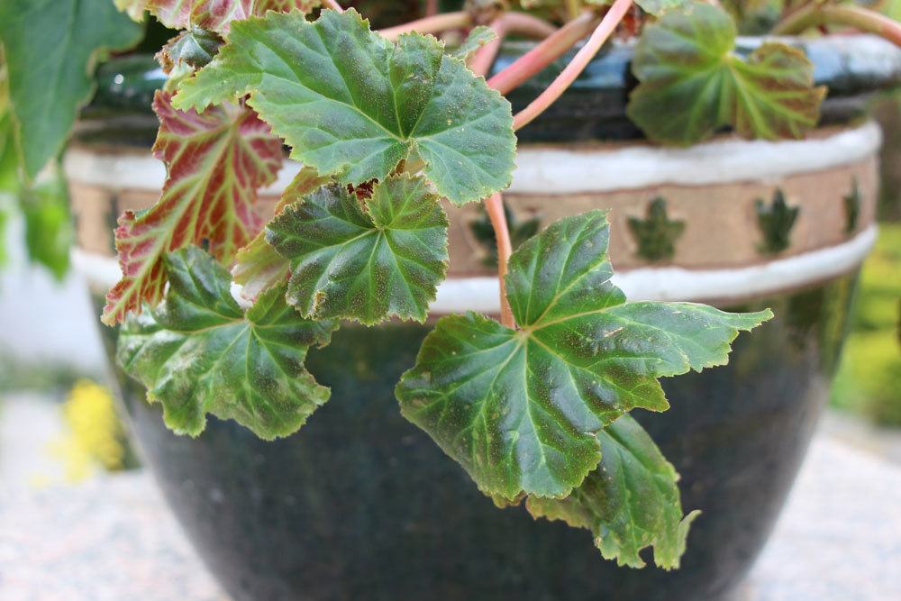 Knollenbegonien, Begonia tuberhybrida