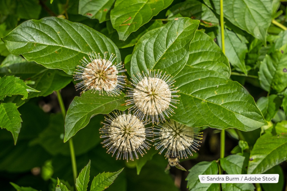 Knopfbusch (Cephalanthus occidentalis)