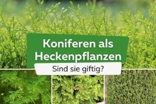 Sind Koniferen giftig? Infos zu 8 Heckenpflanzen | Ungiftige Alternativen