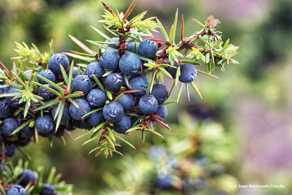 Wacholderstrauch mit Wacholderbeeren