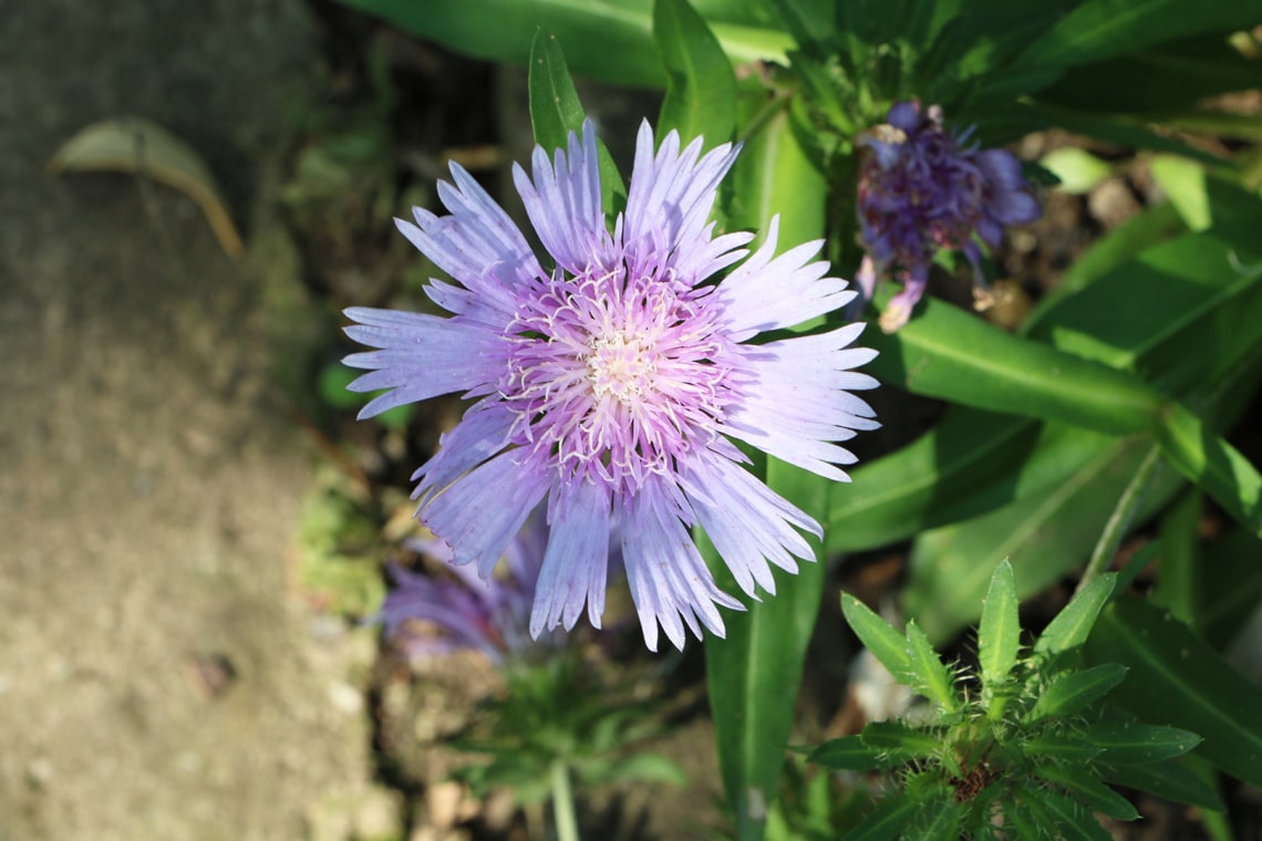 Kornblumenaster (Stokesia laevis)