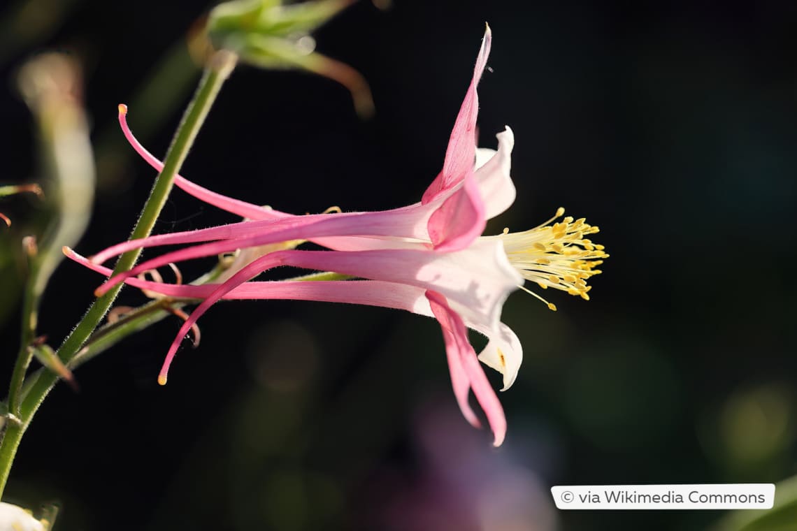 Langspornige Akelei (Aquilegia caerulea 'Rose Queen')