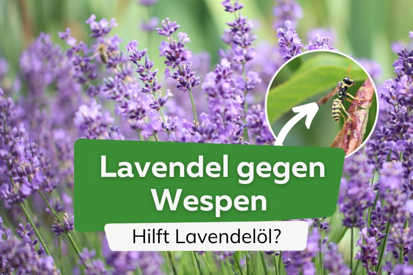 Lavendel und Lavendelöl gegen Wespen hilft es wirklich?