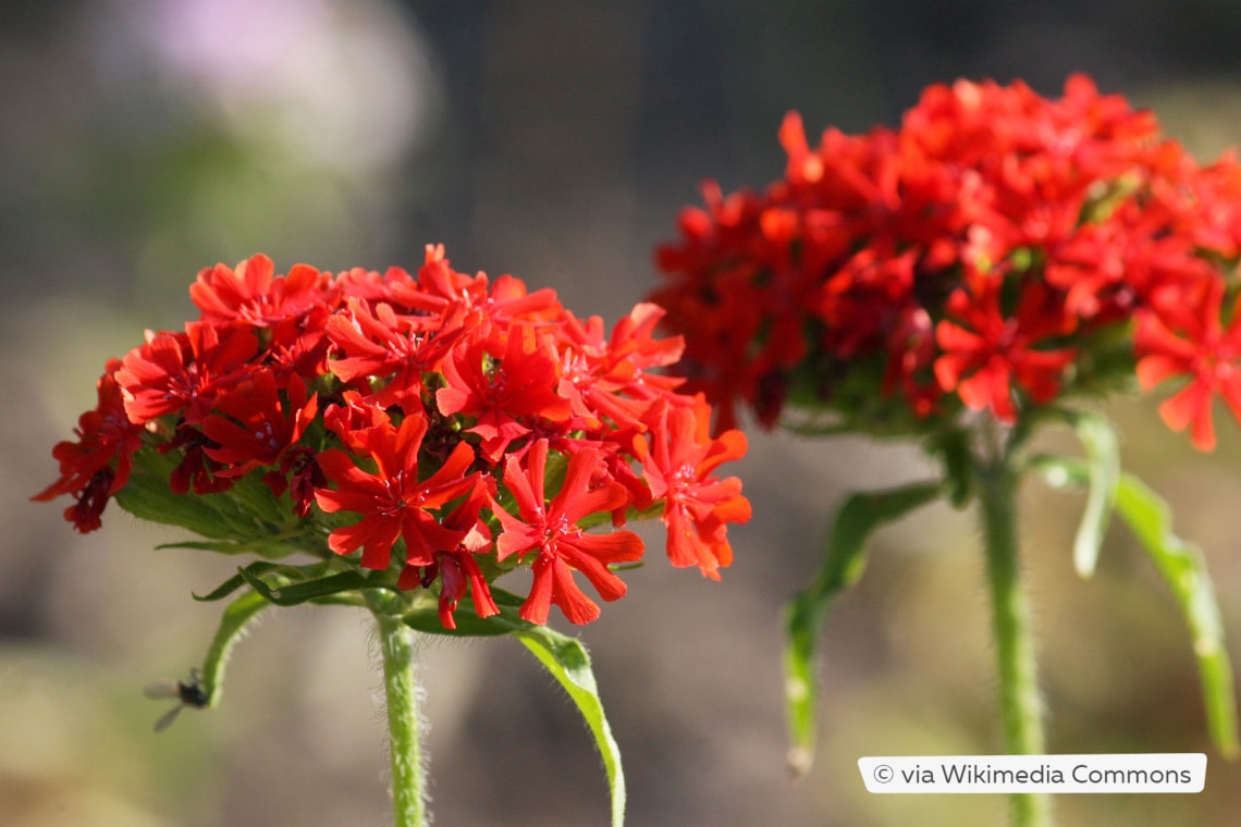 Lichtnelke (Lychnis chalcedonica 'Brennende Liebe')