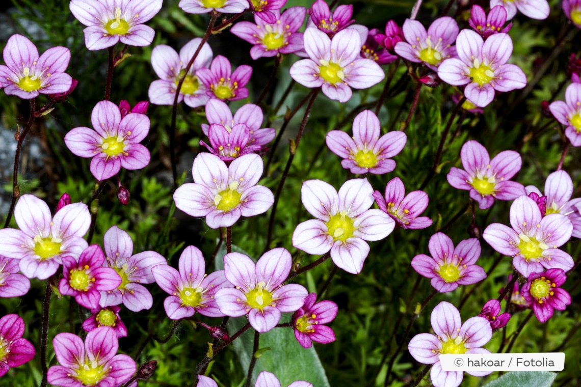 Moos-Steinbrech (Saxifrage arendsii)