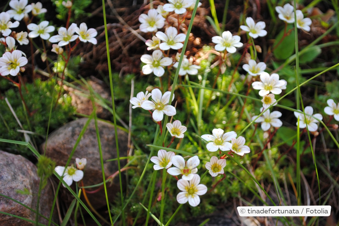 Moos-Steinbrech (Saxifraga arendsii)