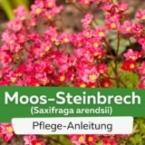 Moos-Steinbrech (Saxifraga arendsii)