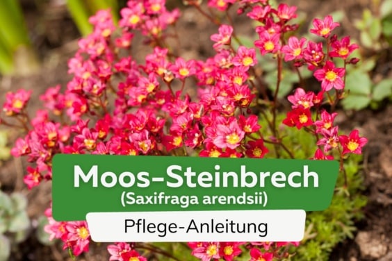 Moos-Steinbrech (Saxifraga arendsii)