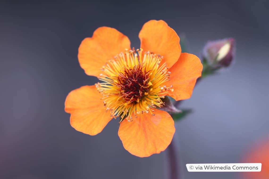 Nelkenwurz (Geum coccineum 'Borisii')