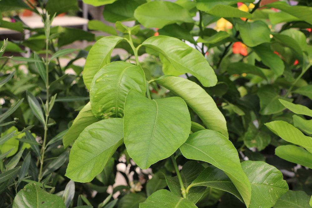 Orangenbaum, Citrus sinensis