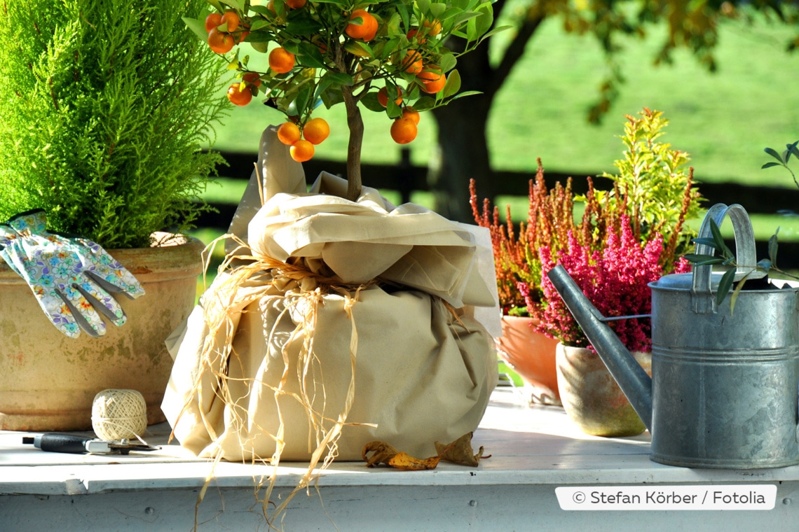 Orangenbaum im Kübel überwintern