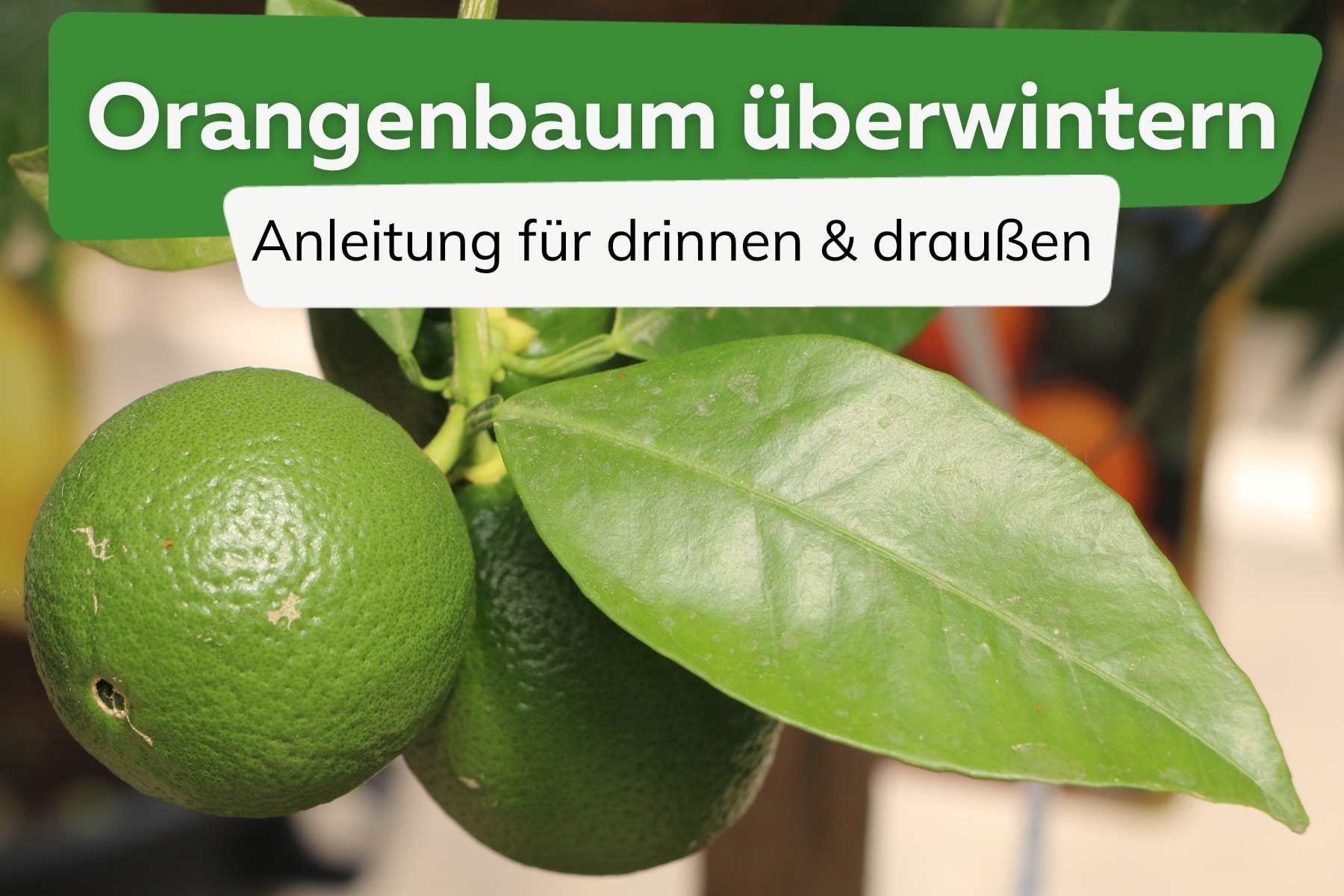 Orangenbaum überwintern