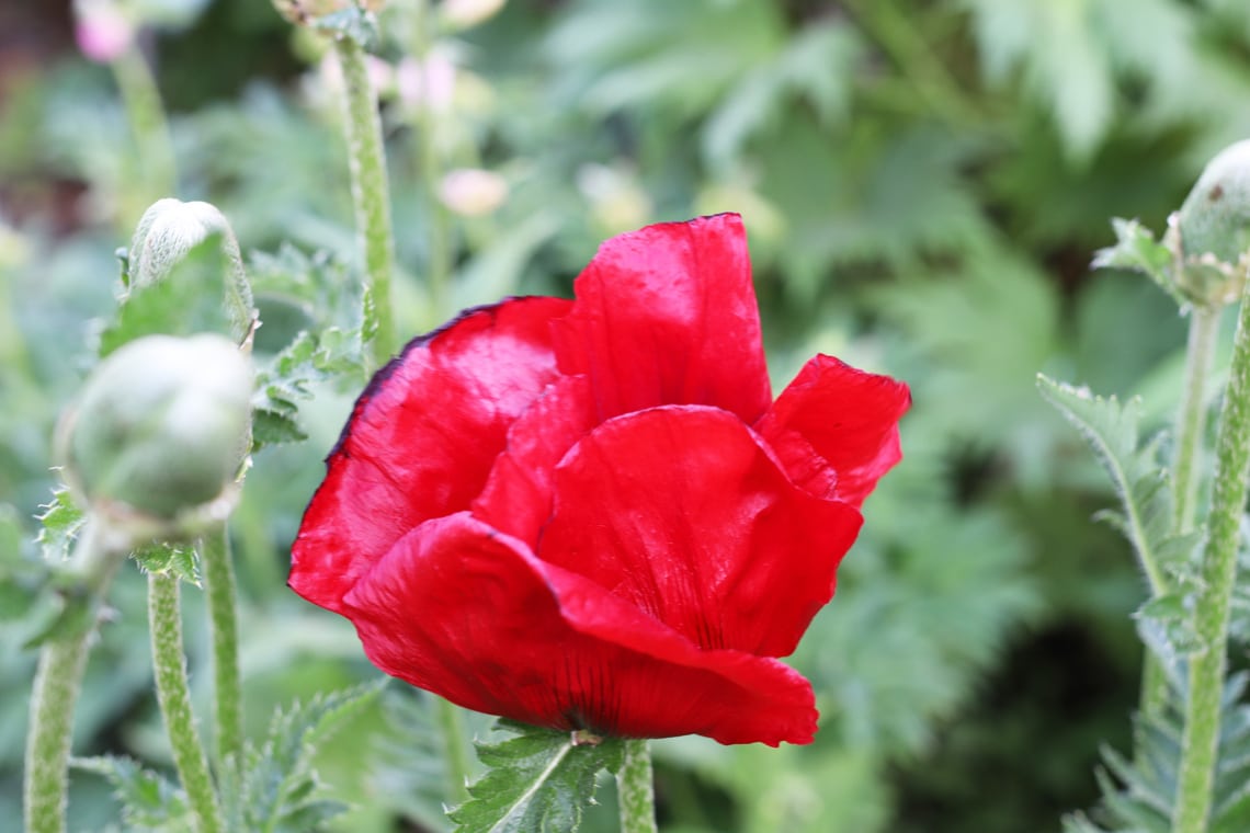 Orientalischer Mohn (Papaver orientale 'Beauty of Livermere')