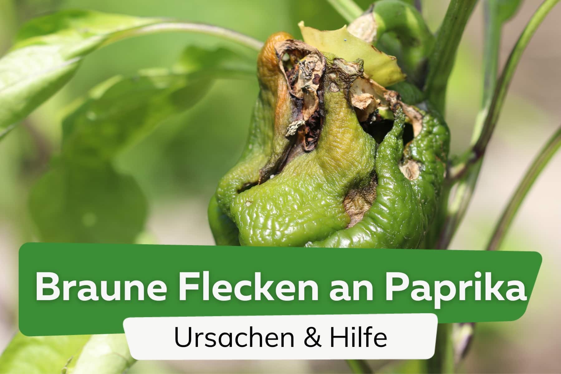 Braune Flecken an Paprika