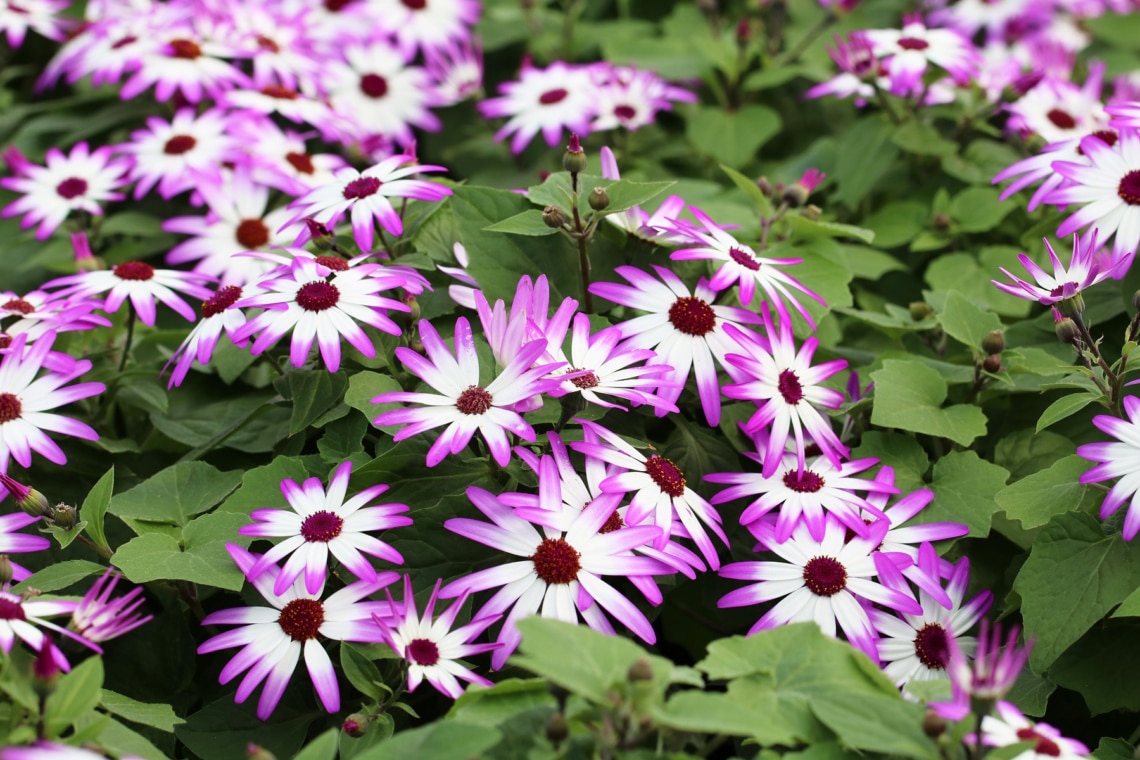 Pericallis-Hybride Senetti