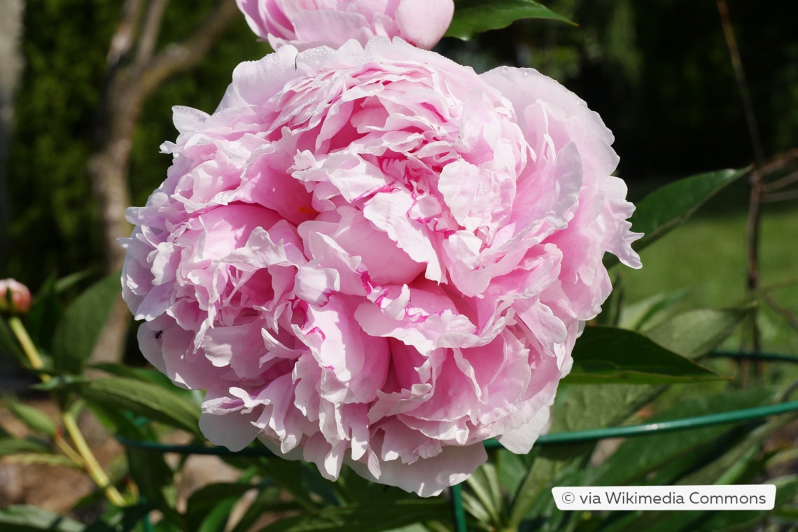 Pfingstrose (Paeonia lactiflora 'Sarah Bernhardt')