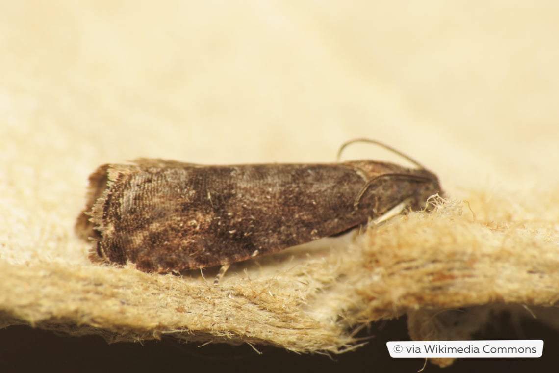 Pflaumenwickler (Grapholita funebrana) als erwachsener Nachtfalter