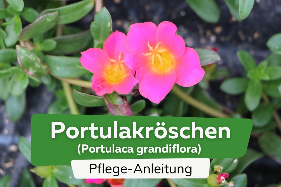 Portulakröschen (Portulaca grandiflora)