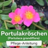 Portulakröschen (Portulaca grandiflora)