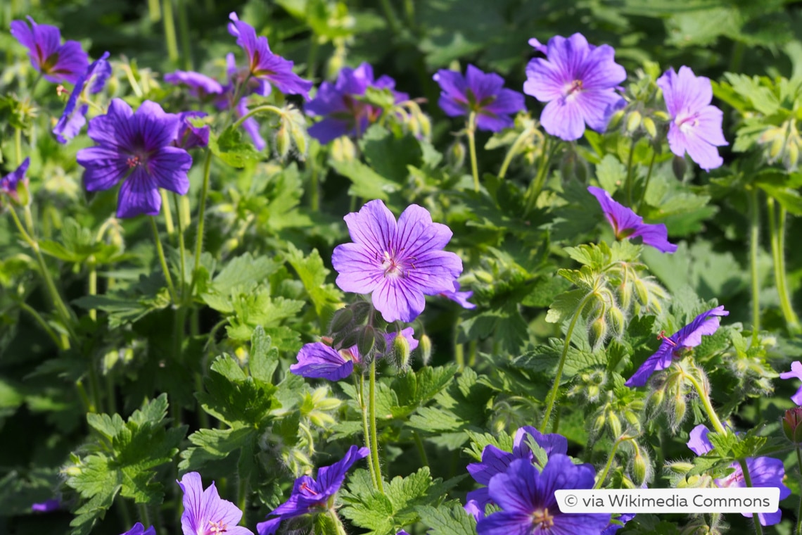 Pracht-Storchschnabel (Geranium x magnificum)