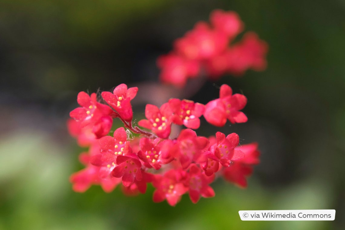 Purpurglöckchen (Heuchera sanguinea 'Leuchtkäfer')