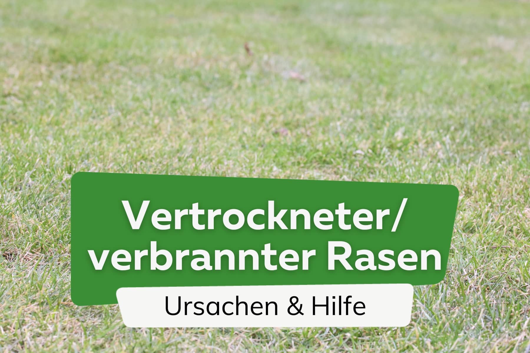 Rasen ist verbrannt/vertrocknet