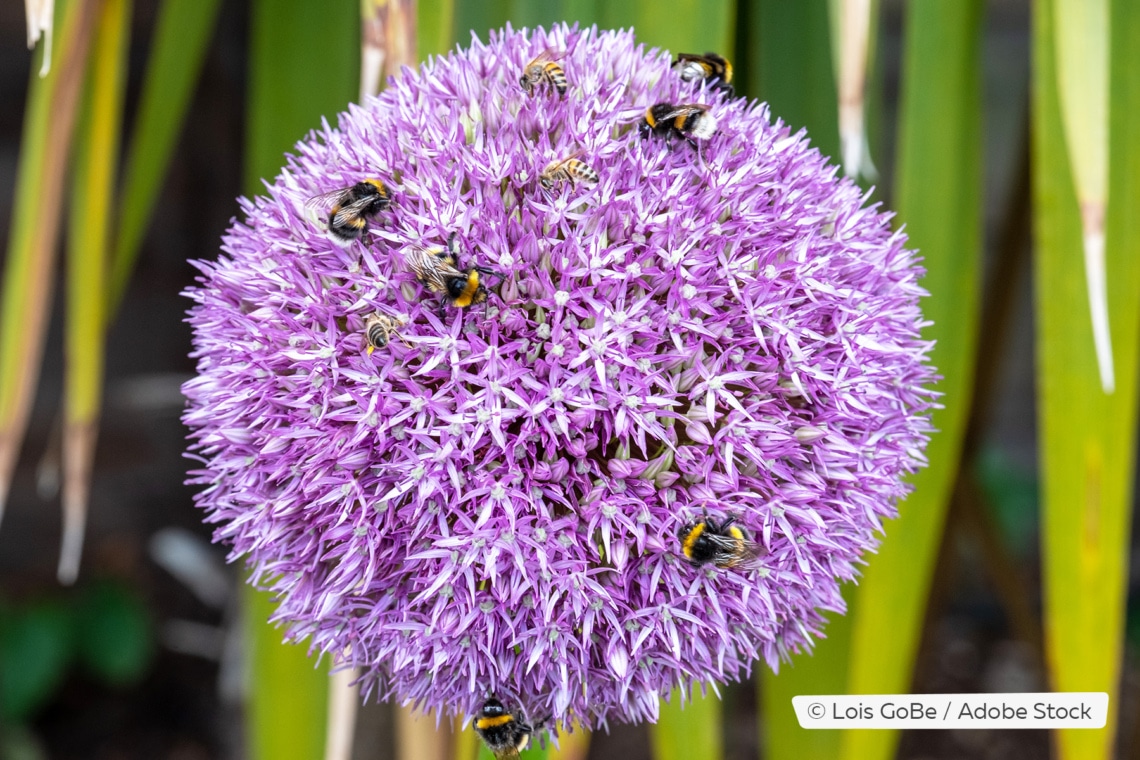 Riesen-Lauch (Allium giganteum)