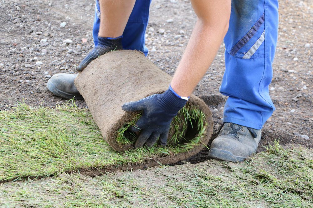 Rollrasen im Garten verlegen