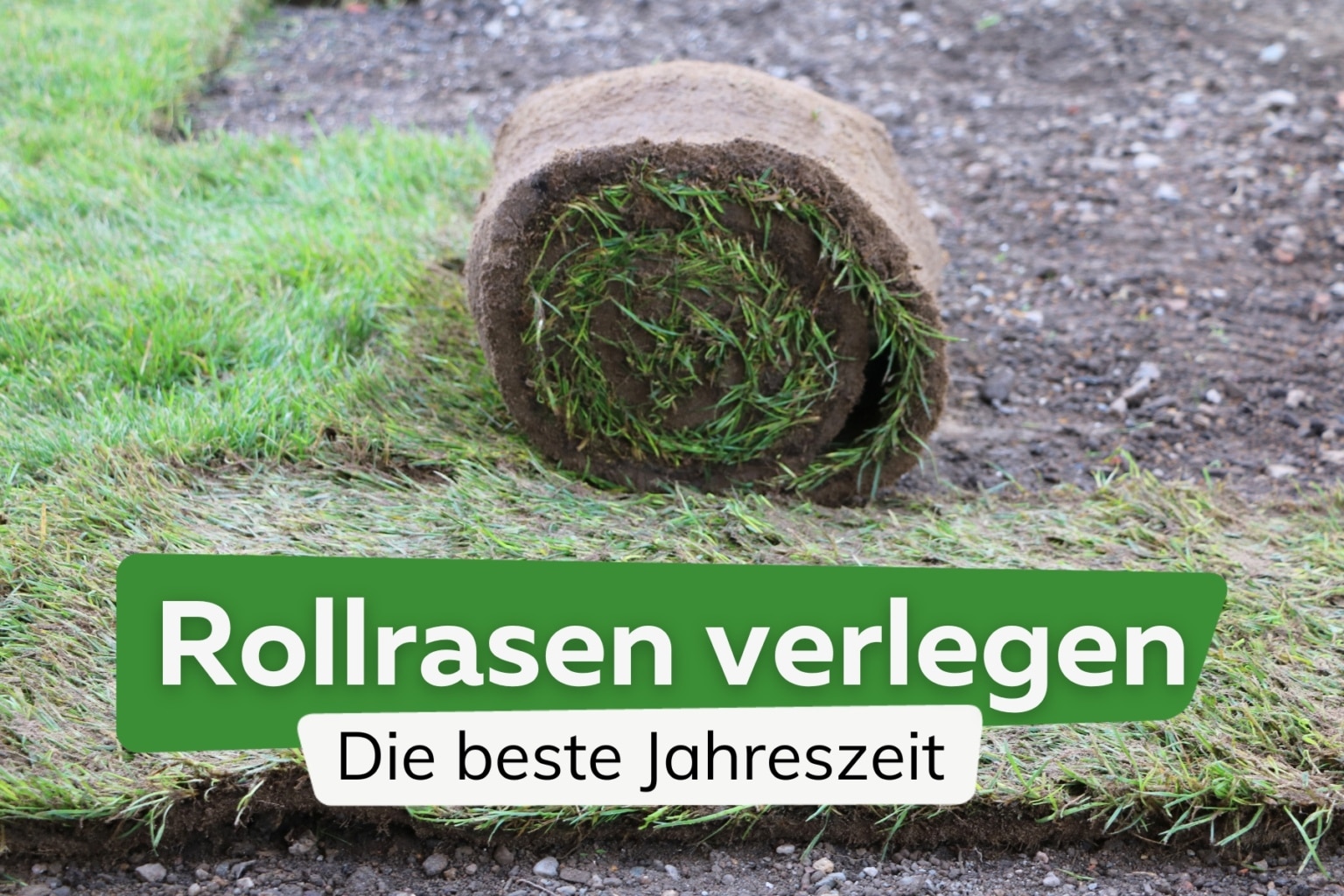 Rollrasen Wann Verlegen Jahreszeit