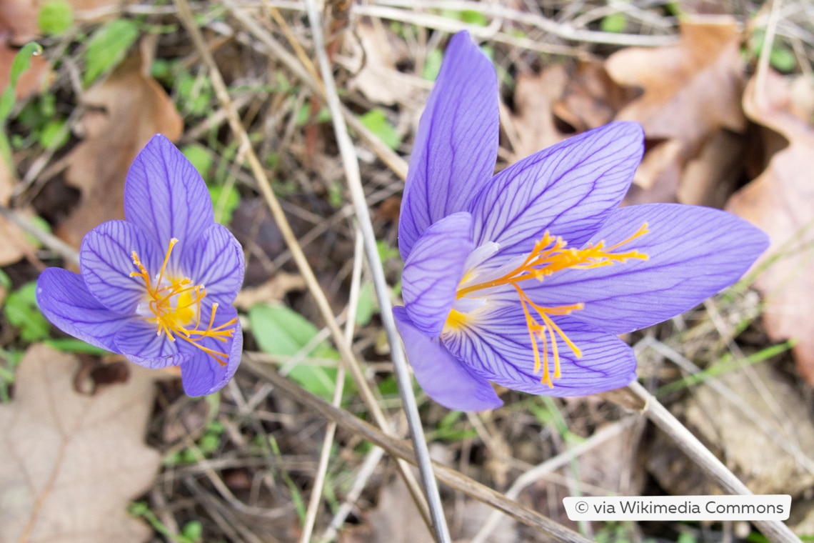 Rosen-Herbst-Krokus (Crocus pulchellus)