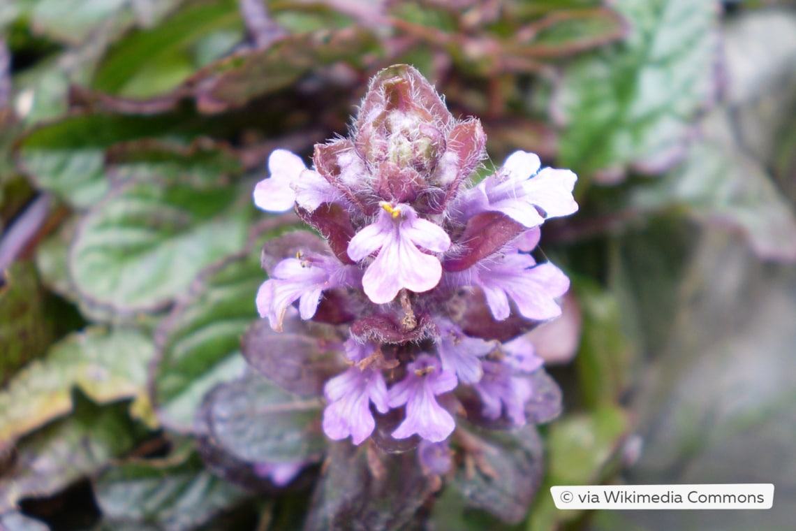 Rotblättriger Günsel (Ajuga reptans 'Atropurpurea')