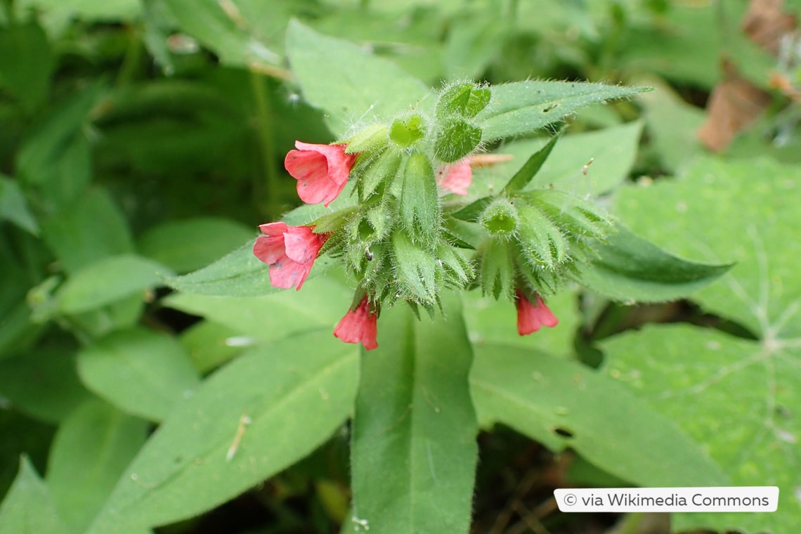 Rotblühendes Lungenkraut (Pulmonaria rubra)