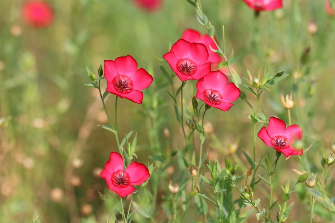 Roter Lein (Linum grandiflorum)