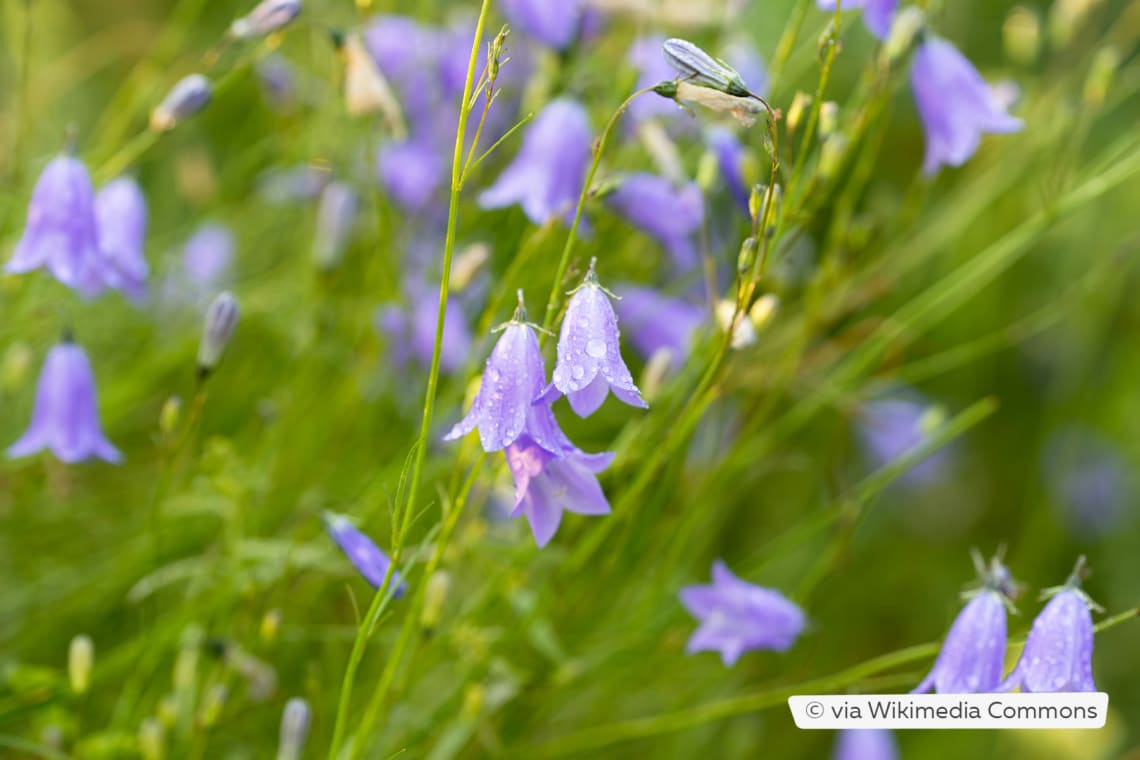 Rundblättrige Glockenblume (Campanula rotundifolia)